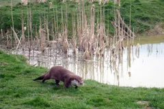eurasian otter in natural habitat