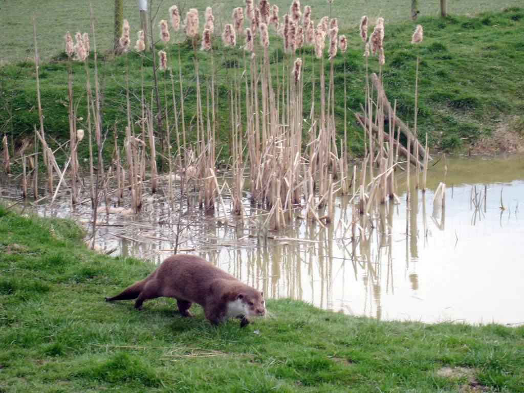 eurasian otter in natural habitat