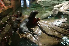 eurasian otter in natural habitat