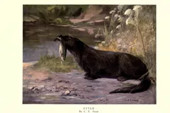 eurasian otter in natural habitat