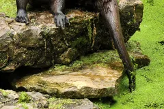 eurasian otter in natural habitat