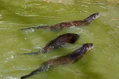 eurasian otter in natural habitat
