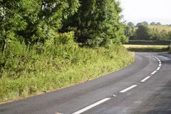european badger in natural habitat