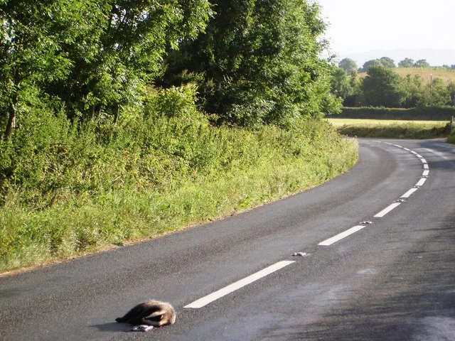 european badger in natural habitat