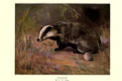 european badger in natural habitat