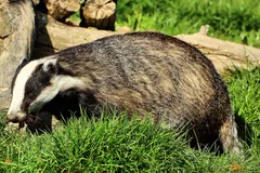 european badger in natural habitat