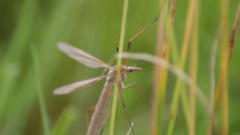 European crane fly with long thin legs resting among green grass