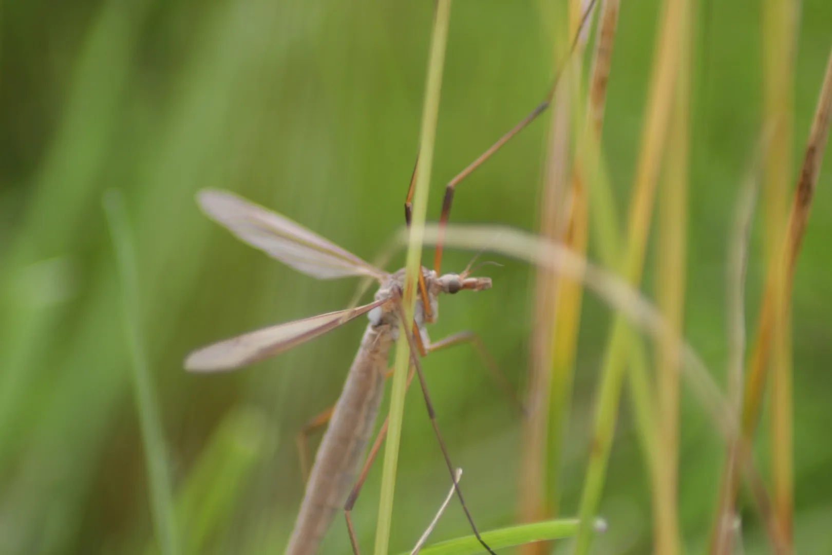 European crane fly with long thin legs resting among green grass