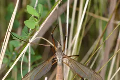 European crane fly hanging in dry grass stems