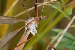 Close view of a European crane fly's head and legs among grass