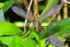European crane fly with smoky wings resting on leaves
