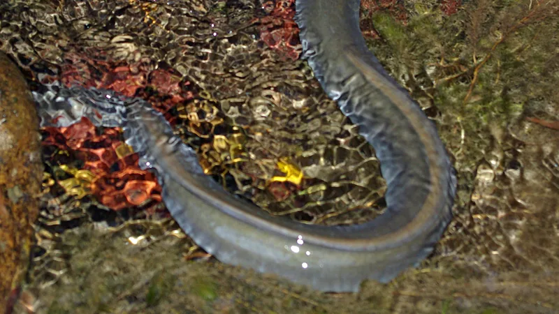 European Eel in this matchup