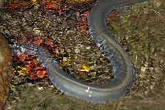 European Eel