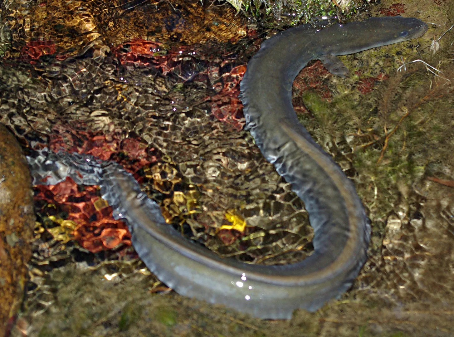 European eel winding over pebbles and fallen leaves in clear shallow water