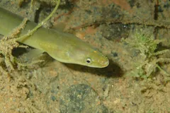 Yellow-bellied European eel nosing through weed on a stream bed in Corsica