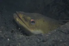 European eel peering out from a burrow in the seabed at night, France