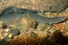 European eel stretched along rocks on the bottom of a Breton river
