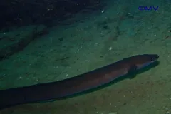 Dark European eel swimming over a gravel river bed in Belgium
