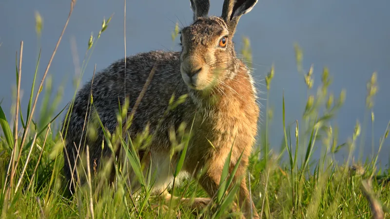 European hare sitting upright in long grass, its tall black-tipped ears raised