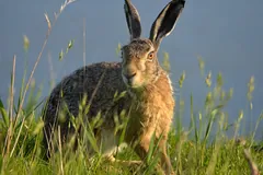 European hare sitting upright in long grass, its tall black-tipped ears raised