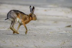 European hare running across sandy ground, its long hind legs mid-stride