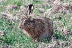 Brown hare crouched in a field of short green shoots and bare soil