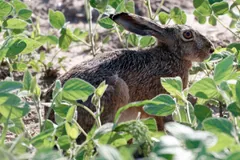 Hare half hidden among broad green crop leaves, ears laid back