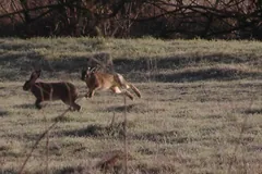 Two hares racing across a dry meadow in late winter