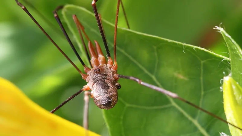 European harvestman with long thin legs spread across a green leaf