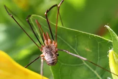 European harvestman with long thin legs spread across a green leaf