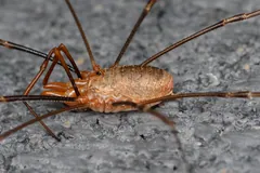 Harvestman with an orange-brown oval body on grey stone, legs stretched out