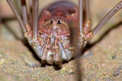 Close front view of a harvestman's reddish body and the bases of its legs