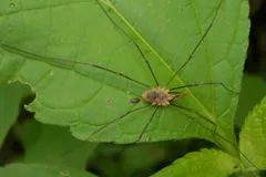 Small harvestman resting on a broad green leaf with legs fanned out