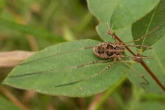 Harvestman with a mottled brown body clinging to a leaf
