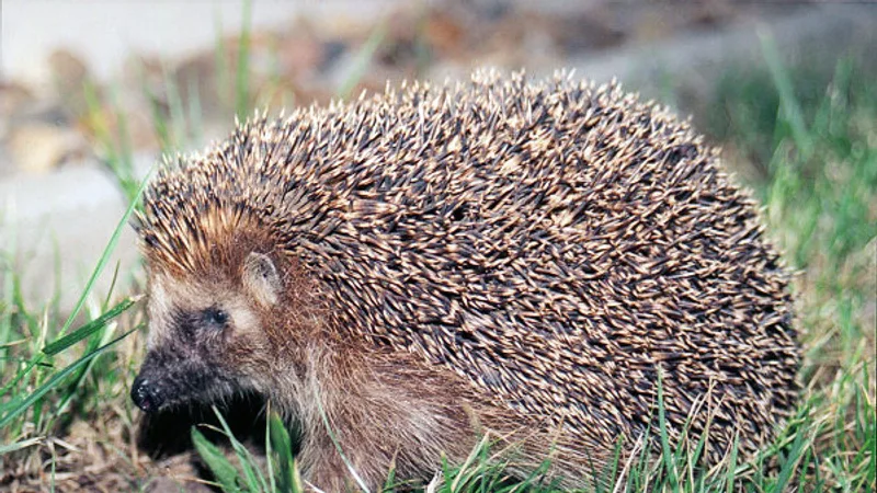 European Hedgehog in natural habitat