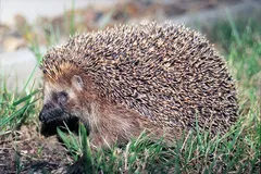 European Hedgehog in natural habitat