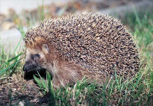 European Hedgehog in natural habitat