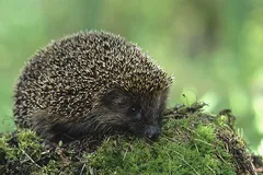 European Hedgehog in natural habitat