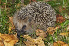 European Hedgehog in natural habitat