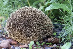European Hedgehog in natural habitat