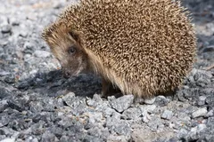 European Hedgehog in natural habitat