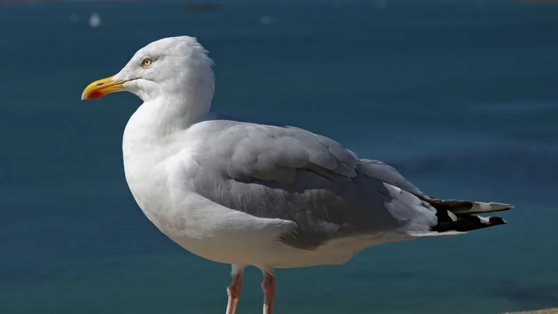 Adult European herring gull standing on a harbour wall above blue water, the red spot on its yellow bill showing