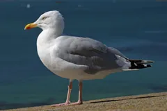 European Herring Gull