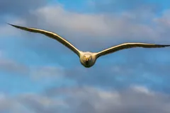 European herring gull gliding with its wings spread wide against a cloudy sky