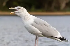 European herring gull calling with its bill open beside a lake
