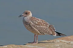 Juvenile European herring gull in mottled brown plumage on a quayside
