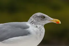 Close view of an adult European herring gull's head, pale eye and heavy yellow bill