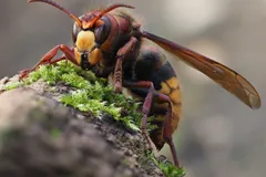 European hornet with chestnut head and yellow face on a mossy branch