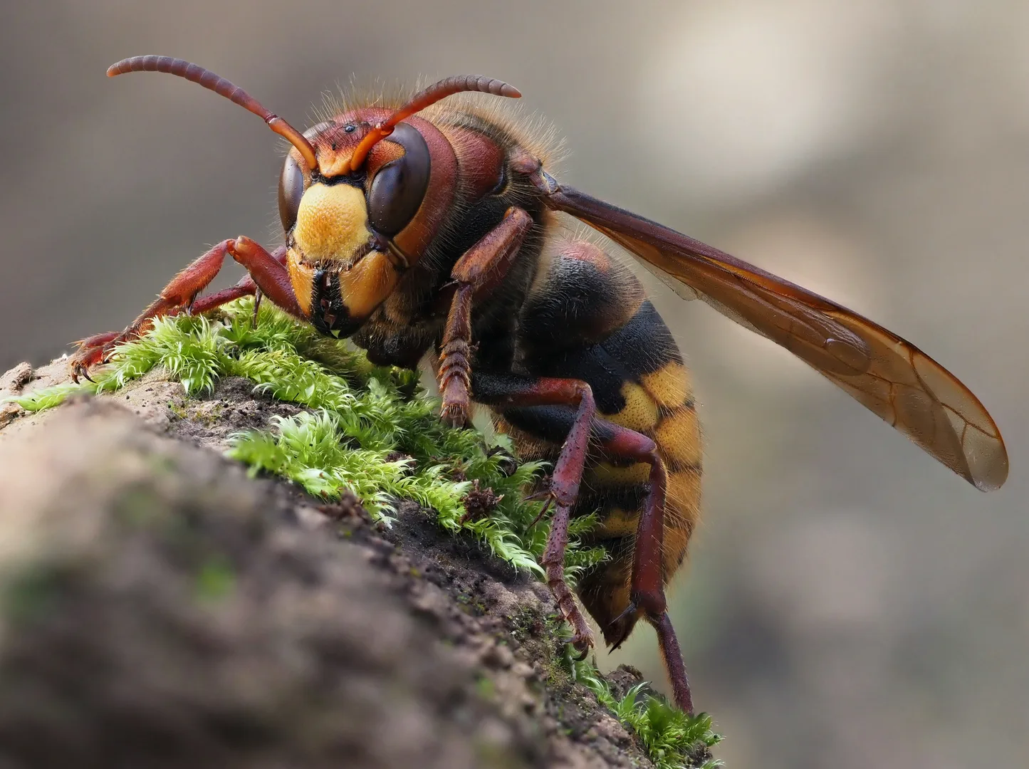European Hornet