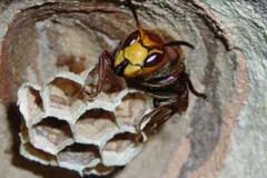 European hornet building the papery cells of its nest